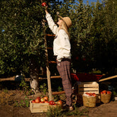 Disney Mickey Jetsetters, Plaid